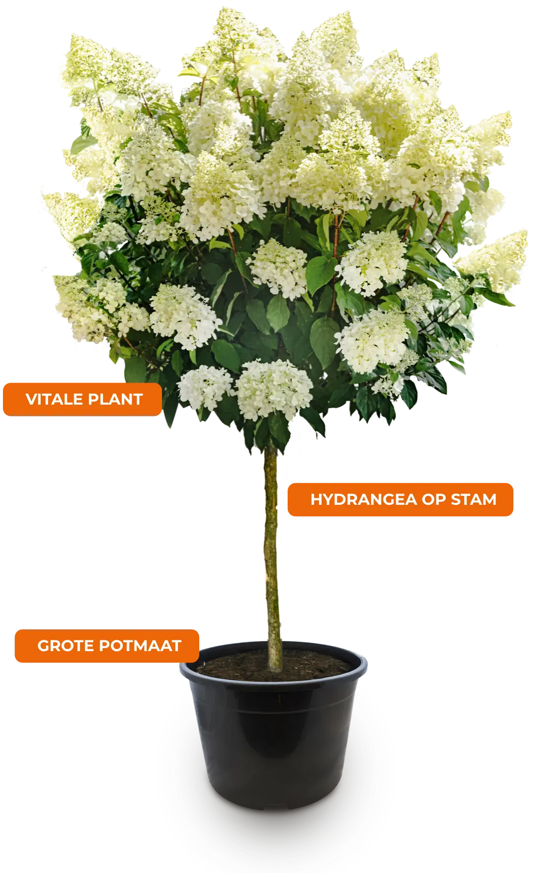 Hortensia (hydrangea) op stam